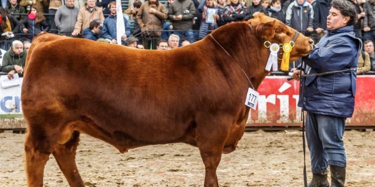 Jorge Sedelli: “Más del 50% del rodeo argentino es AnGus”