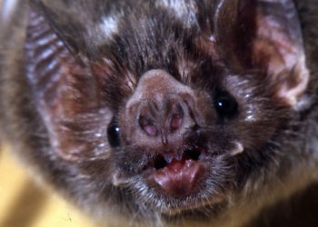 ¡Alerta vampiros!: La ganadería del norte corre peligro