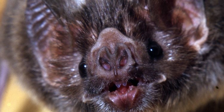 ¡Alerta vampiros!: La ganadería del norte corre peligro