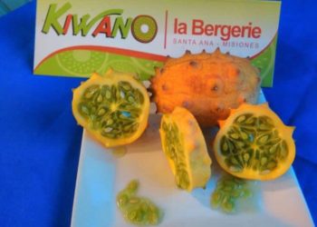 El kiwano llegó a la Argentina: Una fruta que no deja indiferente a nadie