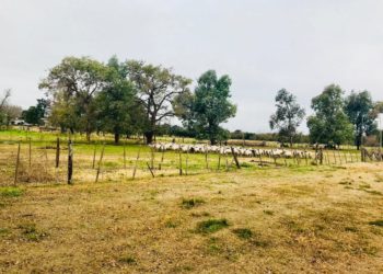 El ovino no debe competir sino ser “complemento” de otras actividades productivas