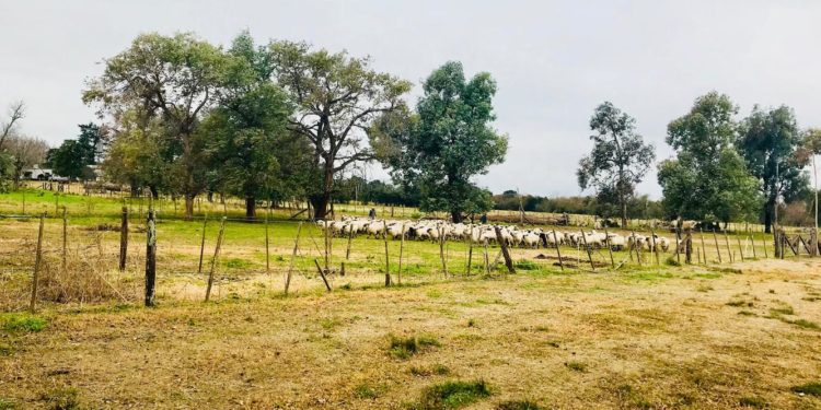 El ovino no debe competir sino ser “complemento” de otras actividades productivas