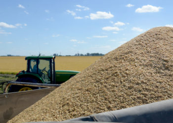 Habrá que declarar los precios del arroz dentro del Sio Granos