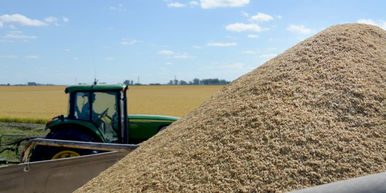 Habrá que declarar los precios del arroz dentro del Sio Granos