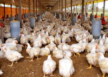 El Día de la Avicultura según un productor integrado: nada que festejar