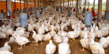 El Día de la Avicultura según un productor integrado: nada que festejar