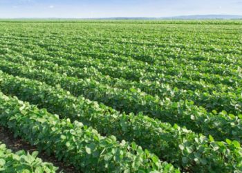 Proponen destinar 2,5% de los campos agrícolas para cuidar la diversidad