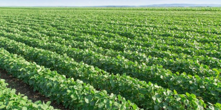 Proponen destinar 2,5% de los campos agrícolas para cuidar la diversidad