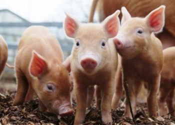 Los productores de cerdos dicen que no piden “subsidios” sino “reglas claras”