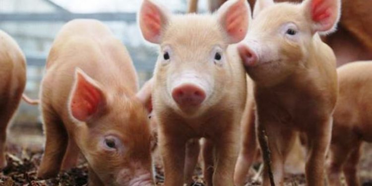 Los productores de cerdos dicen que no piden “subsidios” sino “reglas claras”