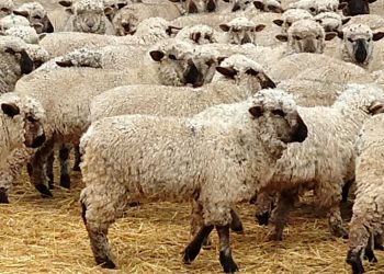 La nueva Ley Ovina obtuvo dictamen favorable y está a un paso de ser aprobada por la Cámara de Diputados