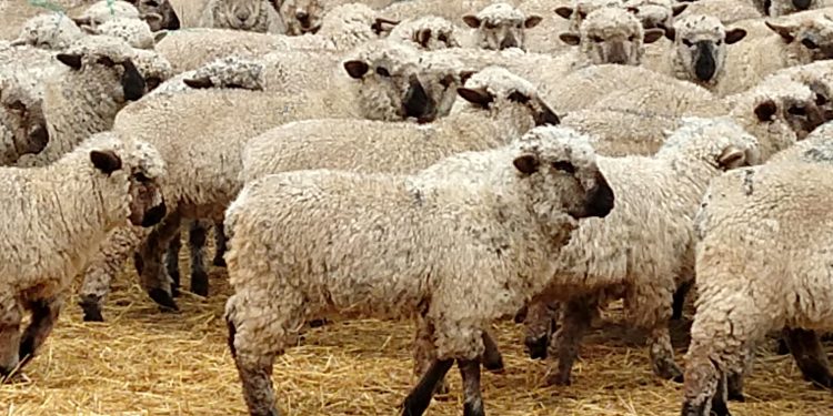 La nueva Ley Ovina obtuvo dictamen favorable y está a un paso de ser aprobada por la Cámara de Diputados