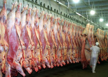 Adiós al “ternero”: Desde enero dejará de existir esa categoría de hacienda