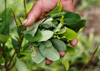 Sabores y saberes: La coca, hoja ancestral del noroeste andino