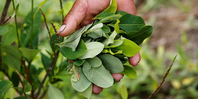Sabores y saberes: La coca, hoja ancestral del noroeste andino