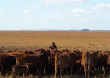 ¿Quiénes están detrás de la ‘carne libre de feedlot’ que vende Carrefour?