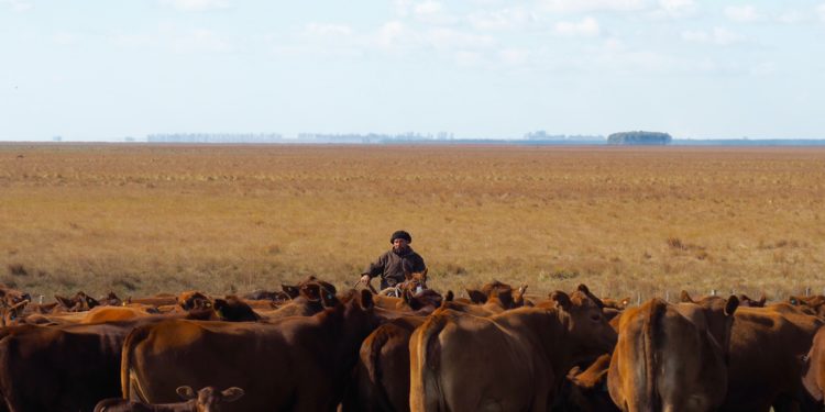 ¿Quiénes están detrás de la ‘carne libre de feedlot’ que vende Carrefour?