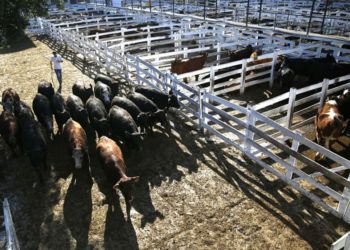 Eduardo Crouzel: “Desde 1960 queríamos tener un mercado ganadero privado”