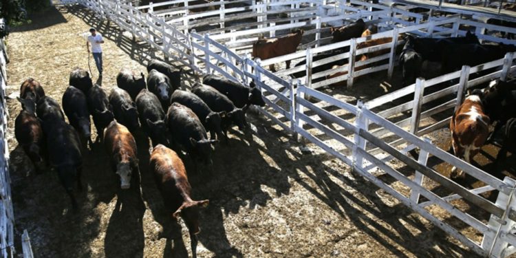 Eduardo Crouzel: “Desde 1960 queríamos tener un mercado ganadero privado”