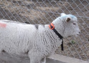 El INTA ya ensaya con alambrados virtuales para ovinos