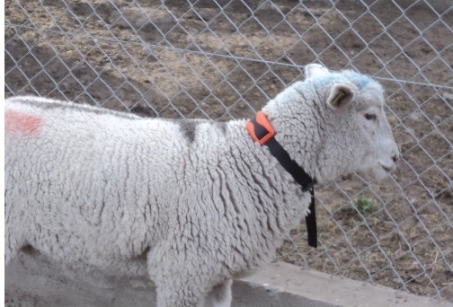 El INTA ya ensaya con alambrados virtuales para ovinos