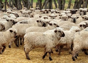 En busca de una cultura perdida, el ovino trata de volver a Buenos Aires
