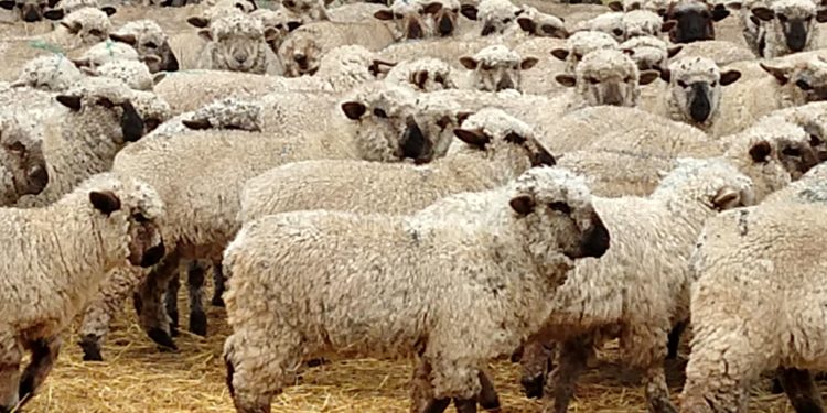 En busca de una cultura perdida, el ovino trata de volver a Buenos Aires