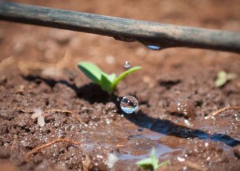 La historia de la empresa israelí que introdujo el riego por goteo en la Argentina