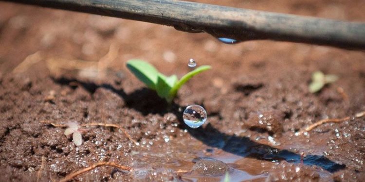 La historia de la empresa israelí que introdujo el riego por goteo en la Argentina