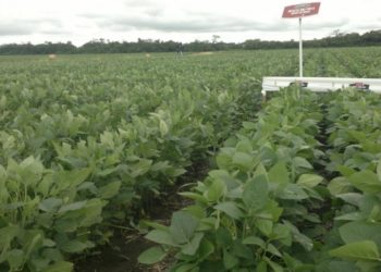 En el mundial de los transgénicos, la Argentina sigue tercera