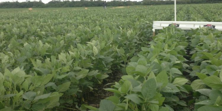 En el mundial de los transgénicos, la Argentina sigue tercera