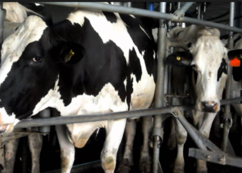 Los ministros provinciales escucharán el reclamo por los bajos precios de la leche