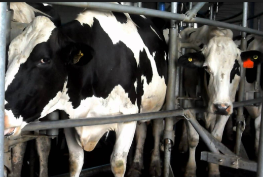 Los ministros provinciales escucharán el reclamo por los bajos precios de la leche