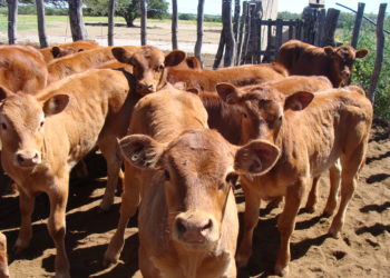 Adiós al “ternero”: Desde enero dejará de existir esa categoría de hacienda