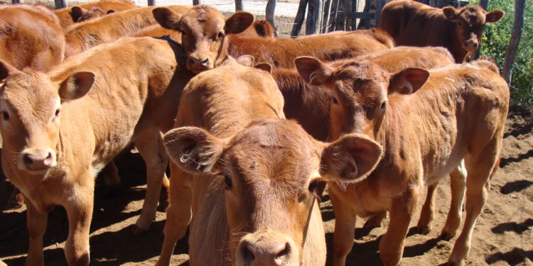 Adiós al “ternero”: Desde enero dejará de existir esa categoría de hacienda