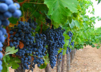 La producción vitivinícola, otro sector que trabaja por debajo de sus costos