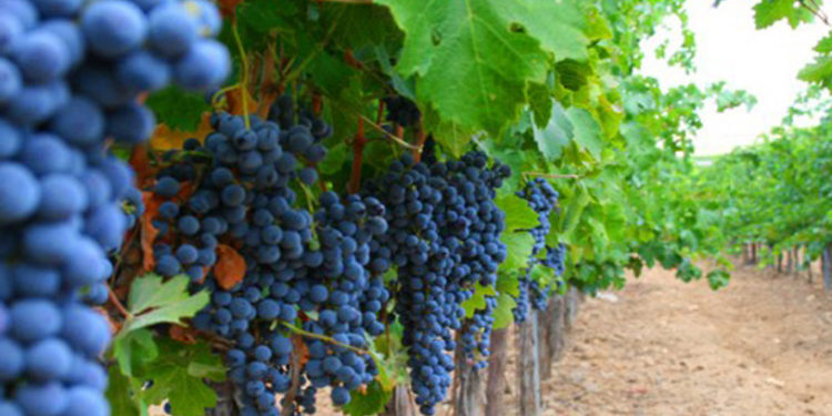 La producción vitivinícola, otro sector que trabaja por debajo de sus costos