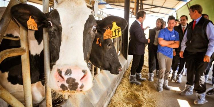Sube la leche en julio pero todavía está lejos de cubrir los costos del productor