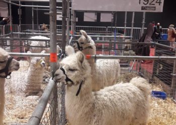 Una cabaña de llamas para ayudar a los productores de la Puna catamarqueña