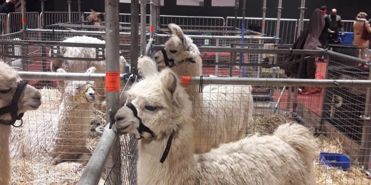 Una cabaña de llamas para ayudar a los productores de la Puna catamarqueña