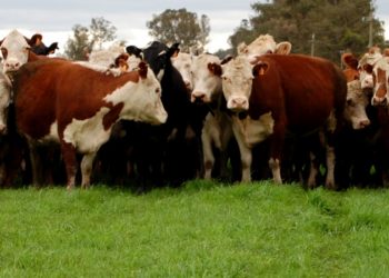 Baja la faena de hembras y se afirman los precios de las vacas