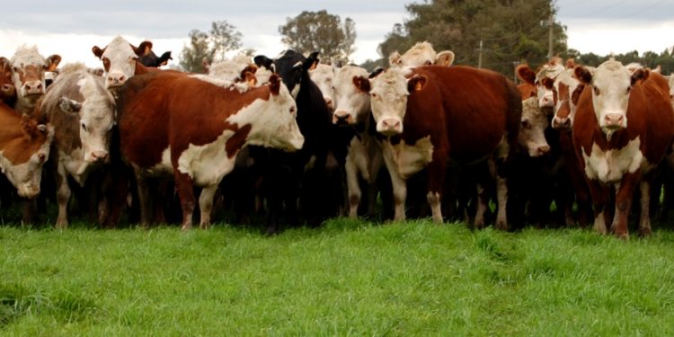 Baja la faena de hembras y se afirman los precios de las vacas