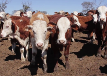 Carlos Federico Kohn: El ganadero tucumano que defiende a los carniceros