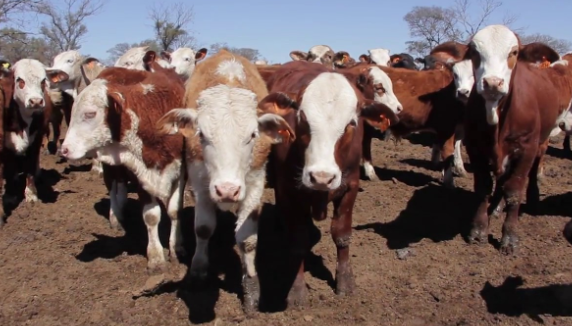 Carlos Federico Kohn: El ganadero tucumano que defiende a los carniceros