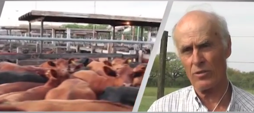 Rafael Alemán: “San Cristóbal es proveedora histórica de novillo de exportación”