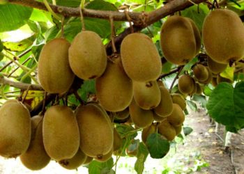 El kiwi se abre camino entre el mar y las sierras