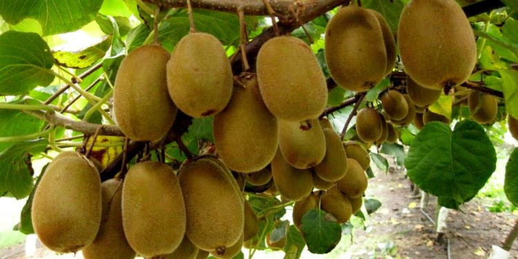 El kiwi se abre camino entre el mar y las sierras