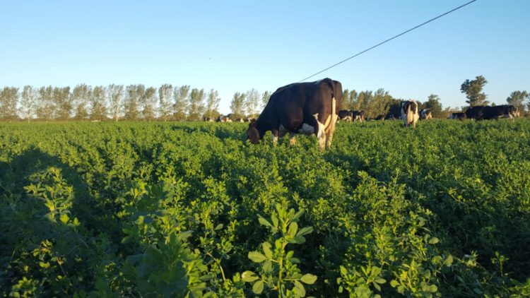 Gustavo Augel: “¿De qué boom hablamos si los tambos están fundidos?”