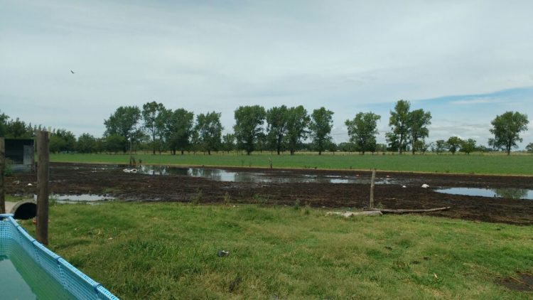 Gustavo Augel: “¿De qué boom hablamos si los tambos están fundidos?”