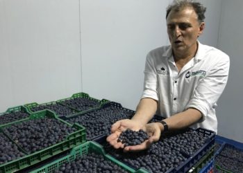 La mitad Este del arándano, ahora suma como mercados a China y Tailandia